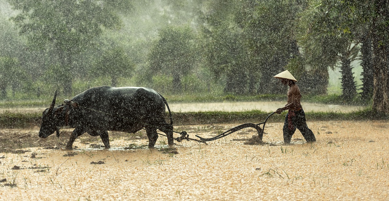 buffalo, farmer, cultivating-1822581.jpg